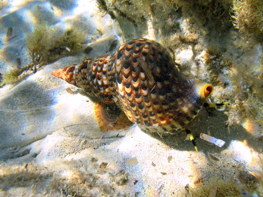 Triton dentelé