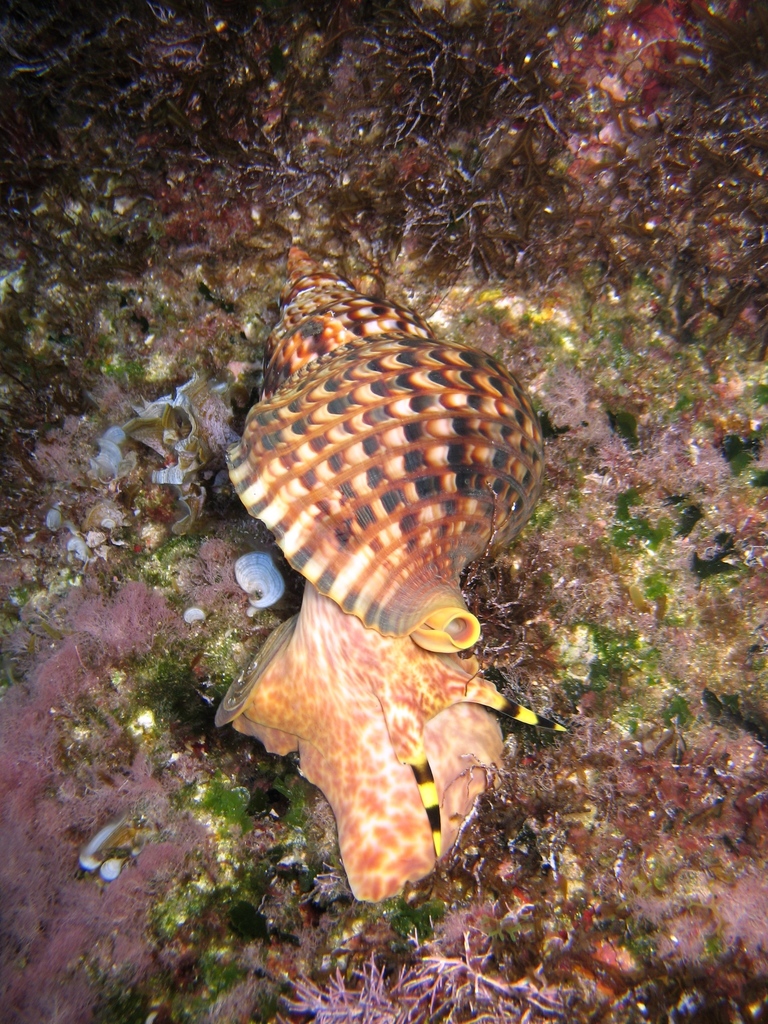 Triton dentelé