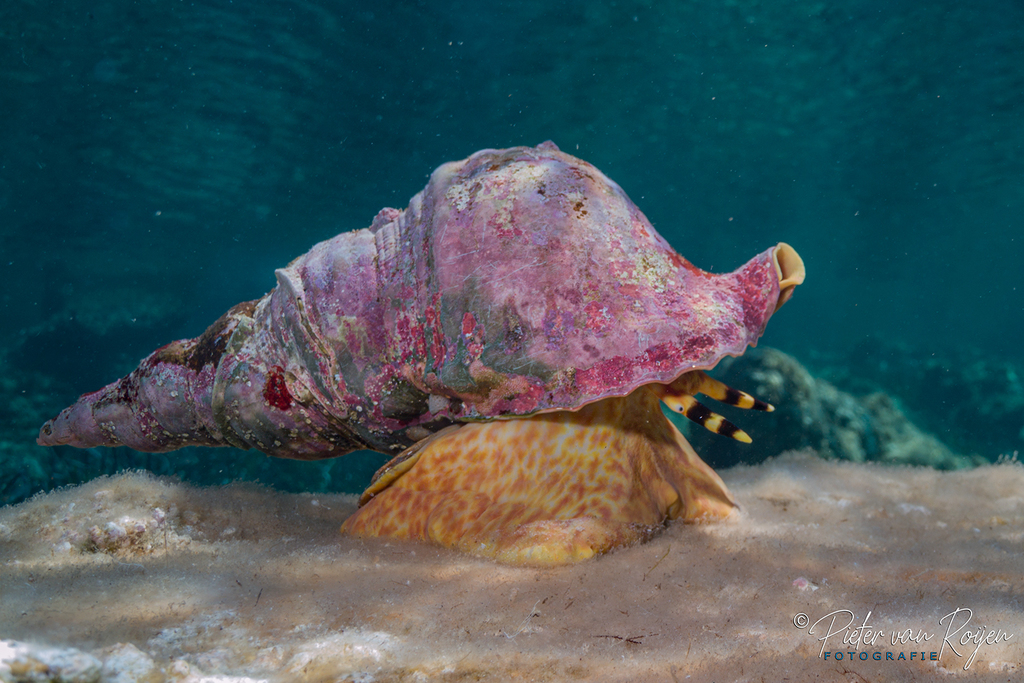 Atlantic Triton Snail
