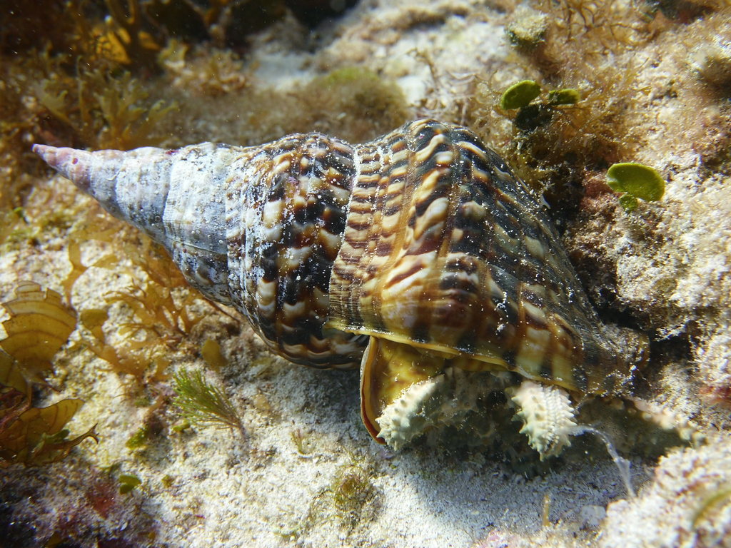 Triton dentelé