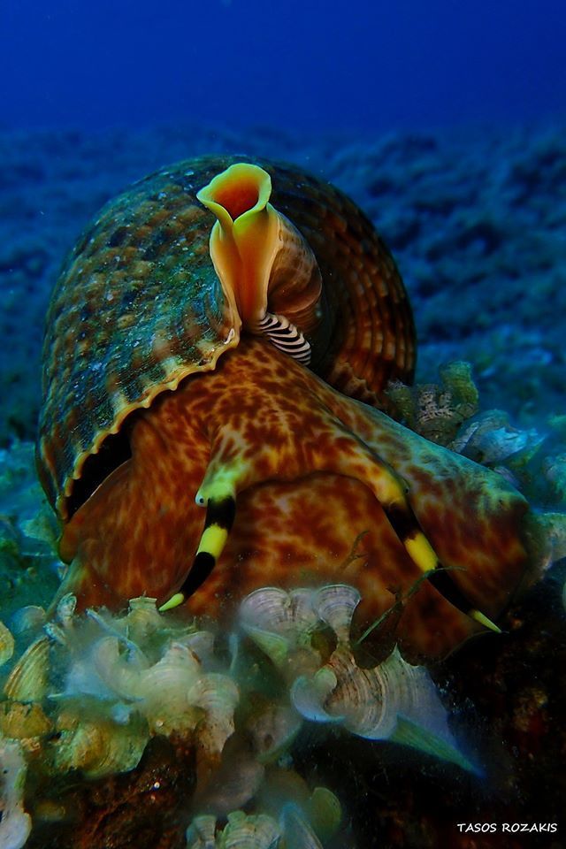 Triton dentelé