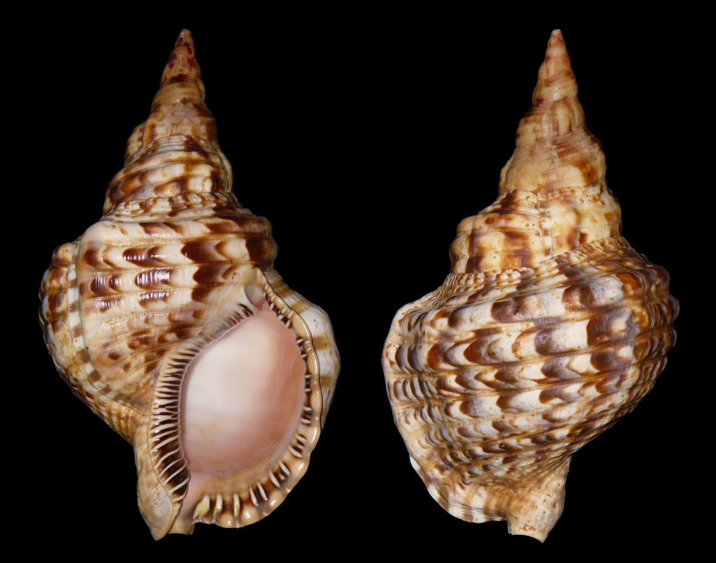 Triton dentelé