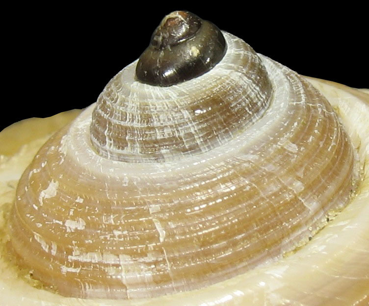 Giant Tun Snail