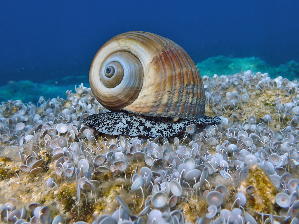 Giant Tun Snail