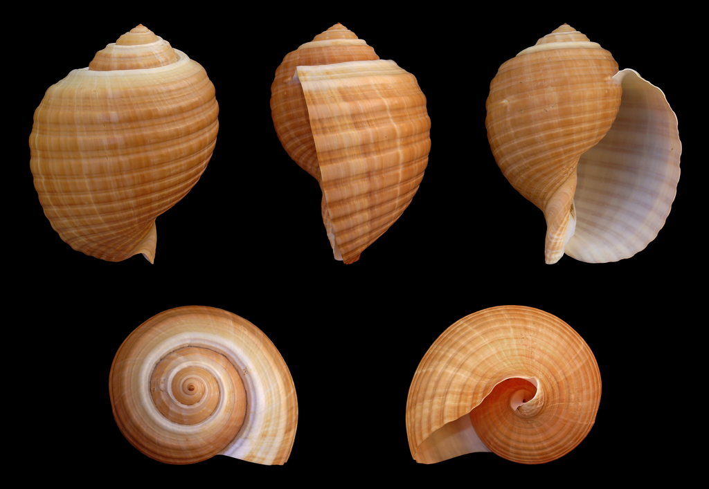 Giant Tun Snail