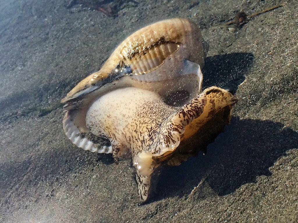 Giant Tun Snail