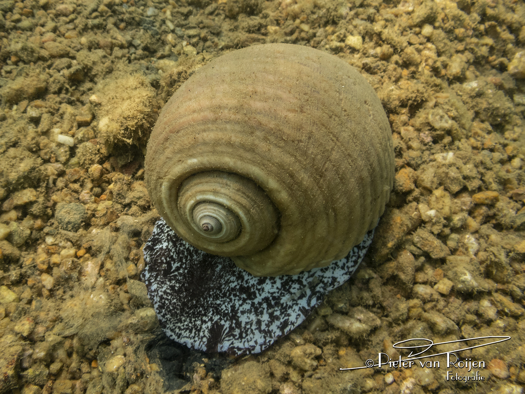 Giant Tun Snail