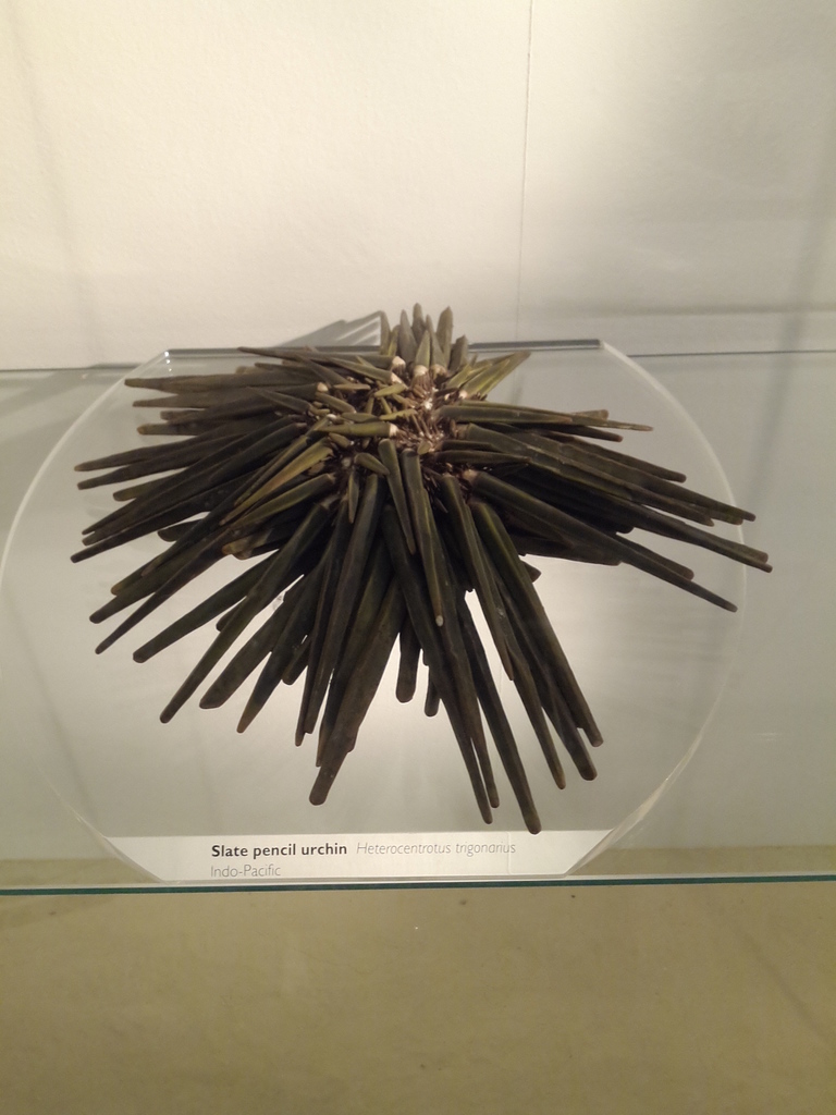Slate pencil urchin