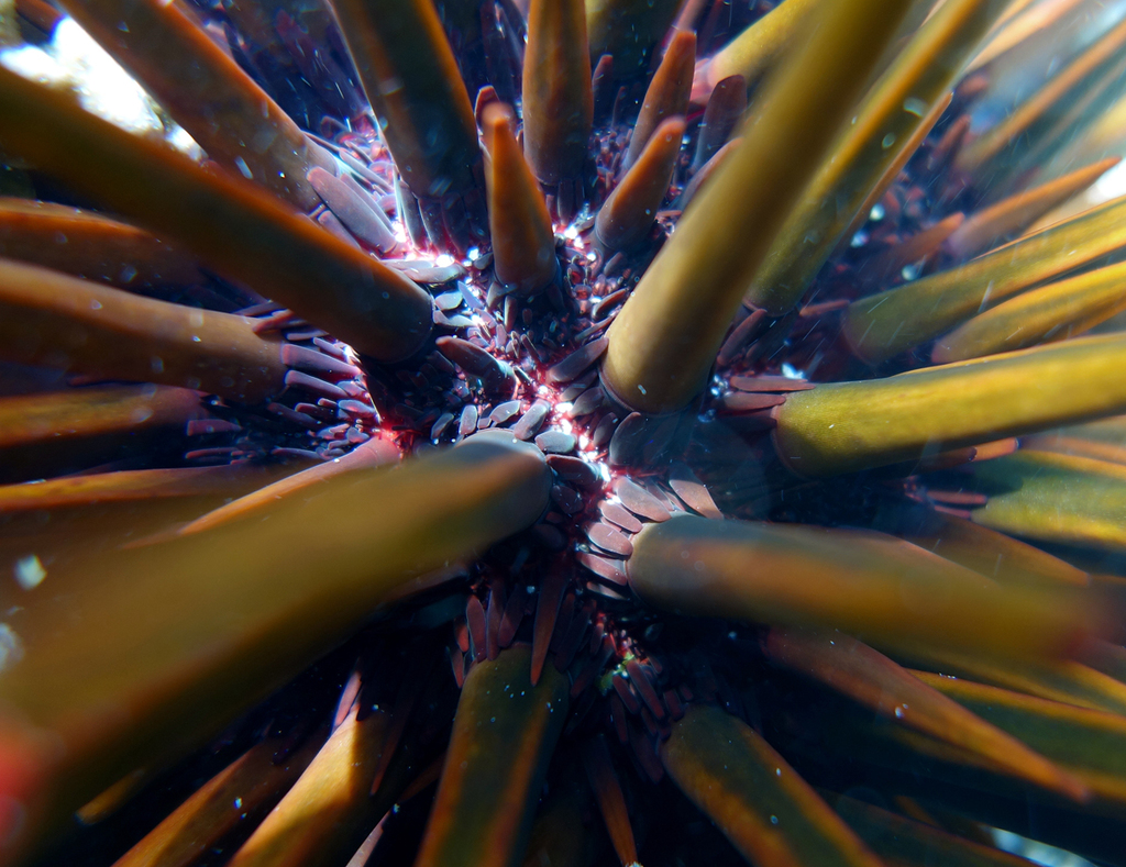 Slate pencil urchin