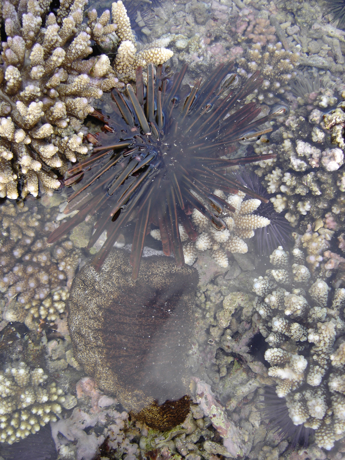 Slate pencil urchin