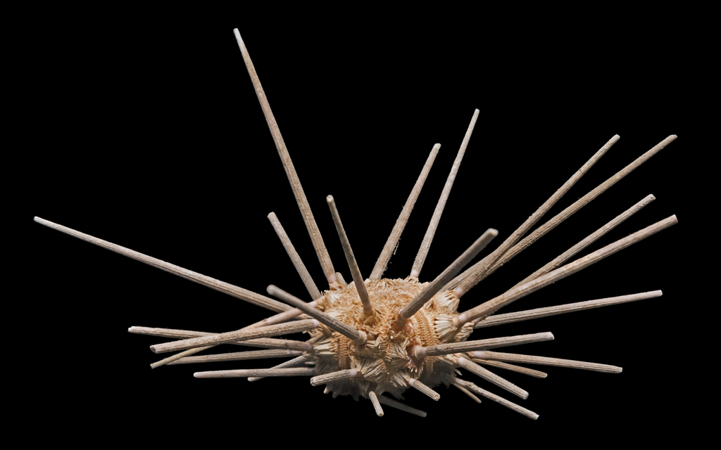 Long-spine Slate Pen Sea Urchin