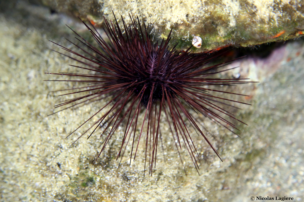 Hatpin Urchin
