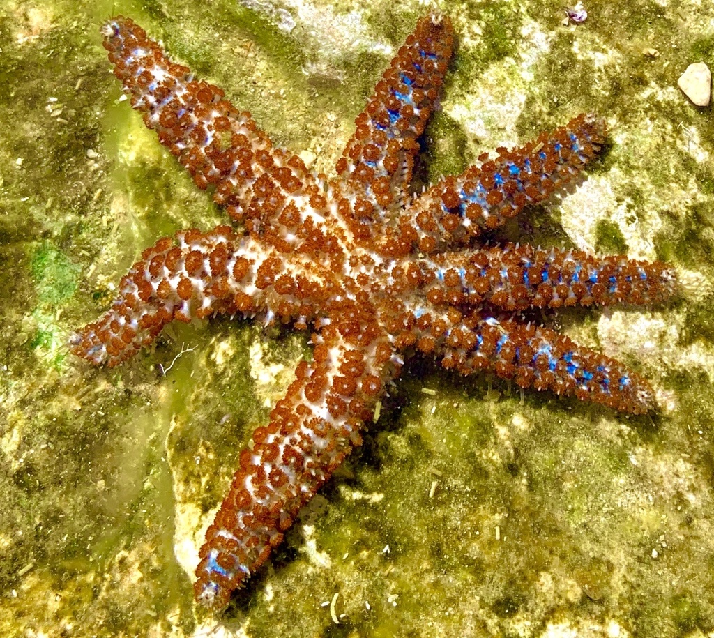 White Sea Star