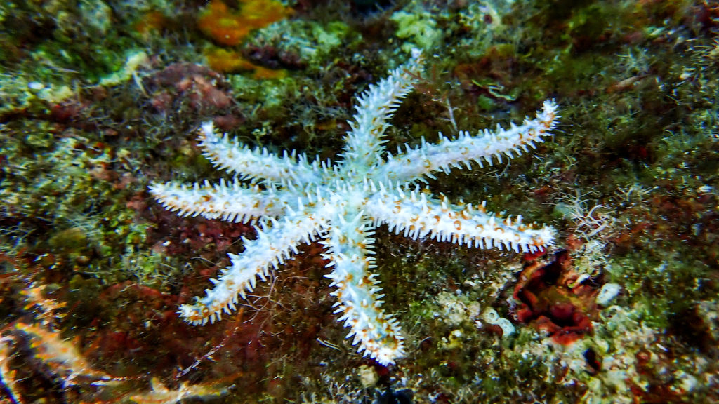 White Sea Star