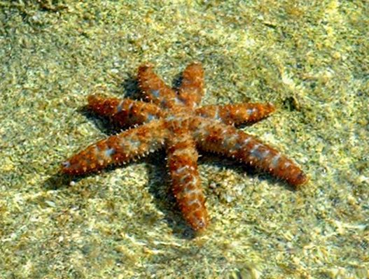 White Sea Star