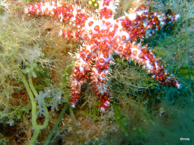 White Sea Star