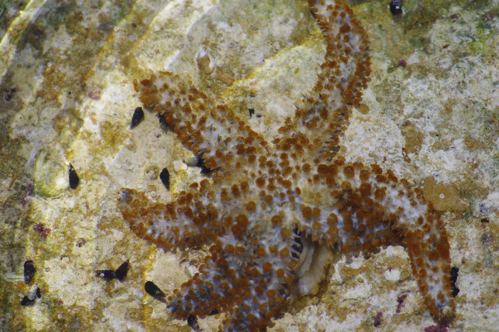 White Sea Star