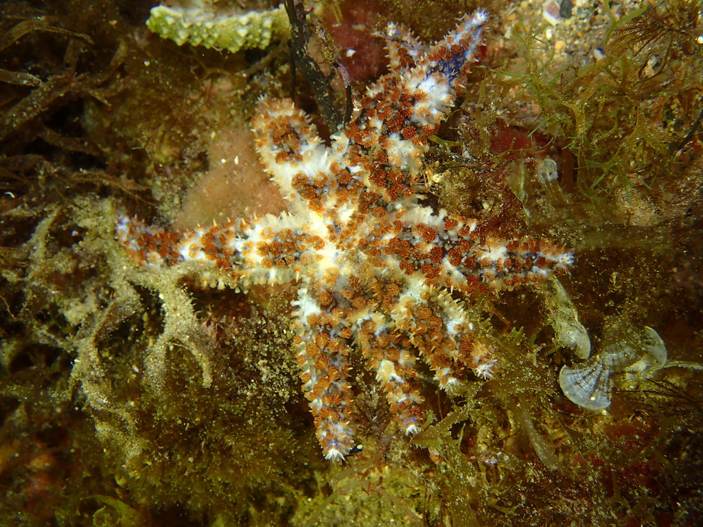 White Sea Star