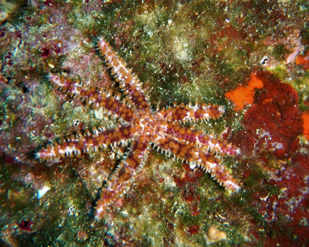 White Sea Star