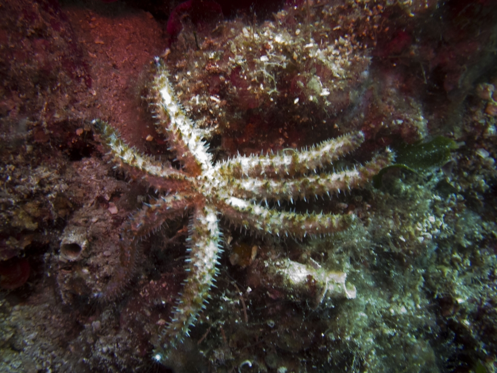 White Sea Star
