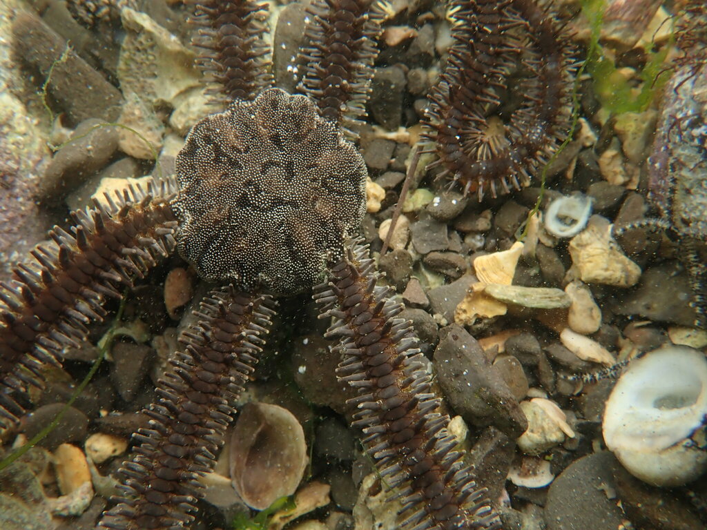 Lagoon Brittle Star