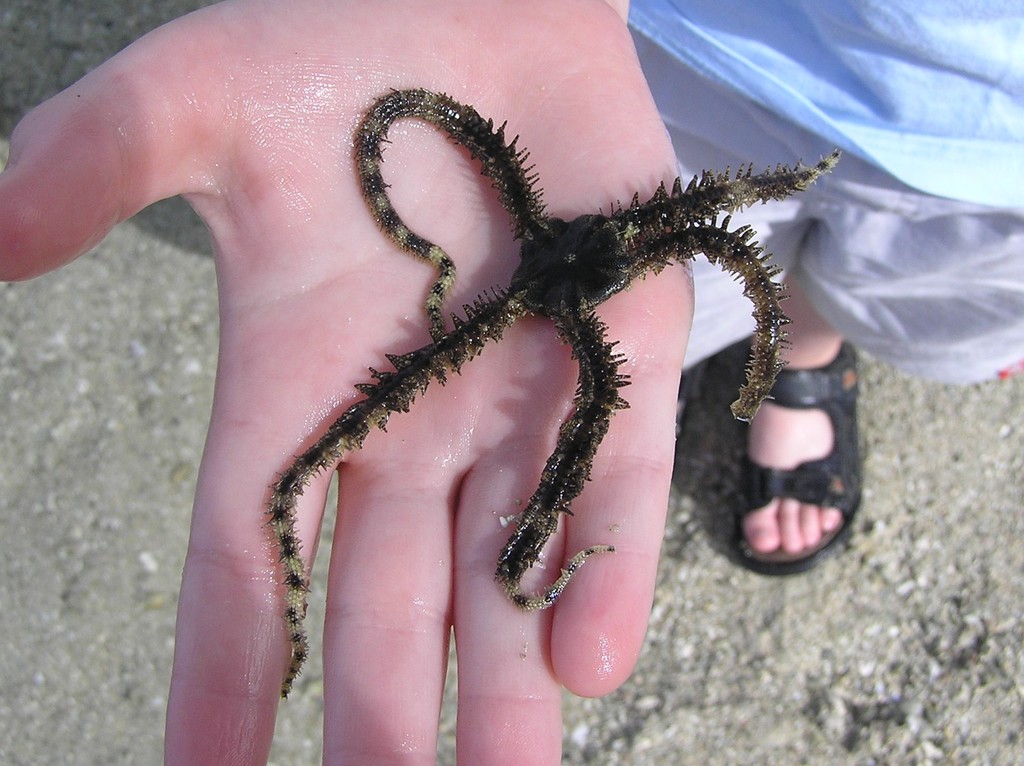 Lagoon Brittle Star