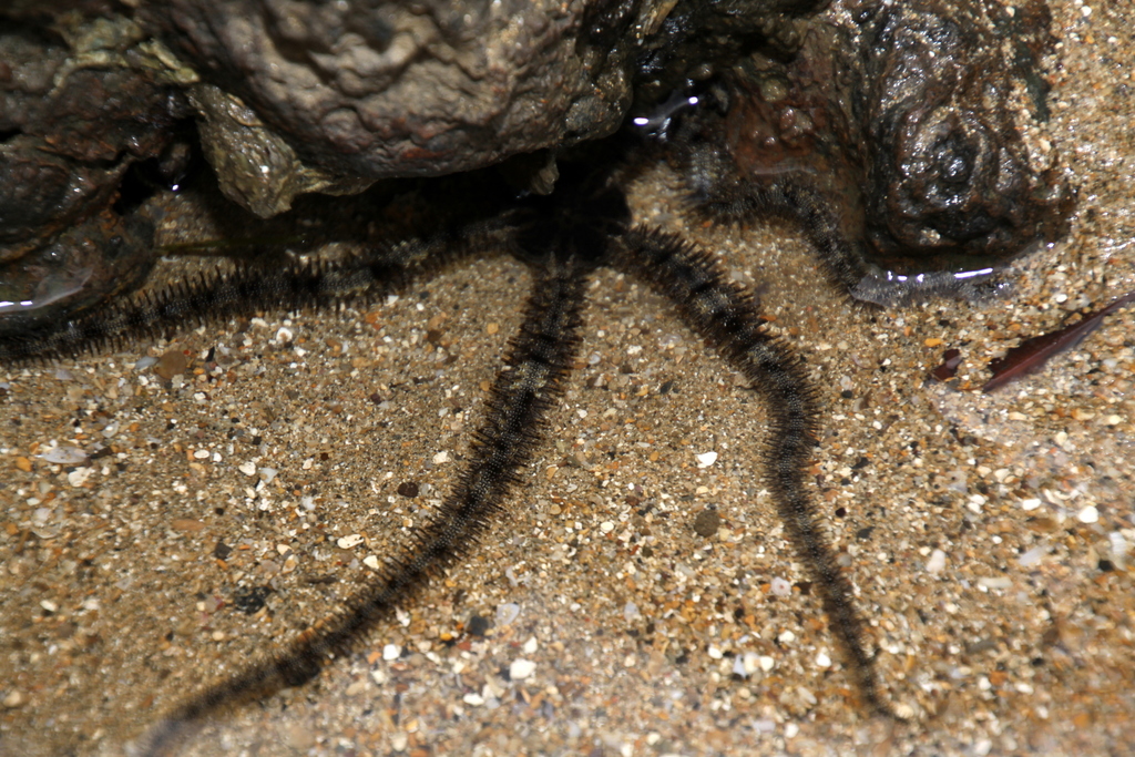 Lagoon Brittle Star