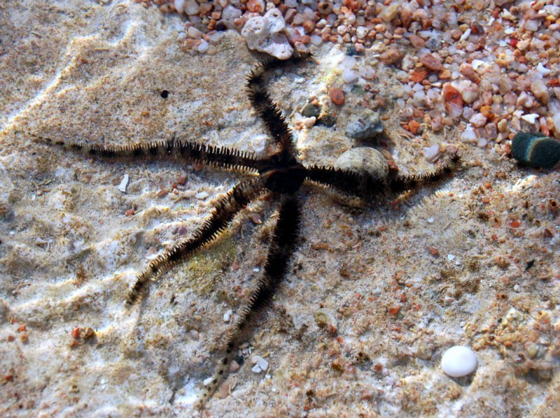 Lagoon Brittle Star