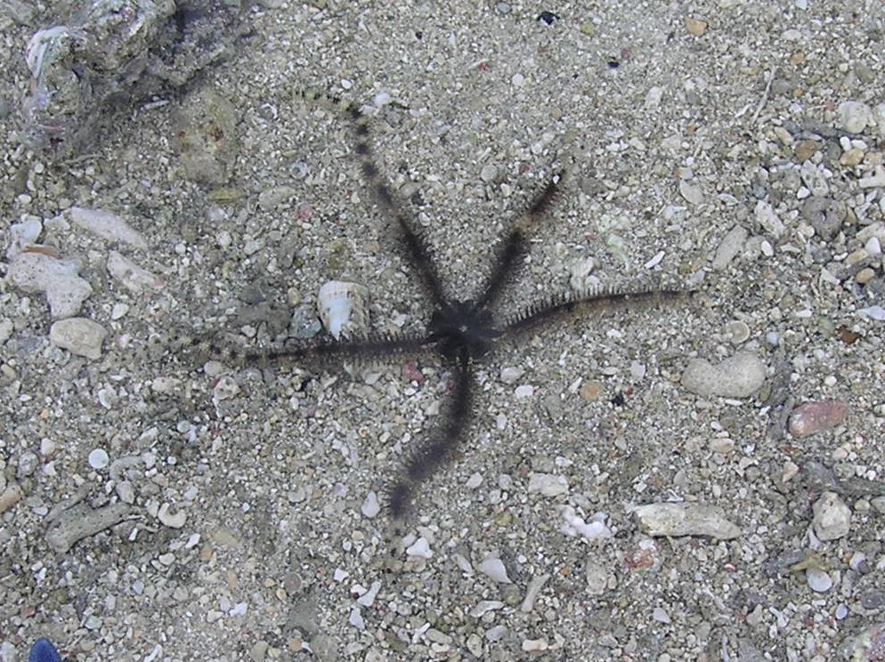 Lagoon Brittle Star