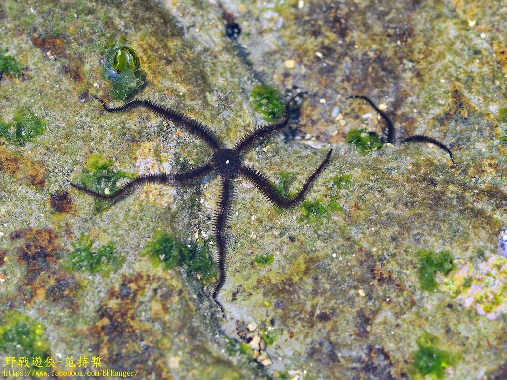 Lagoon Brittle Star