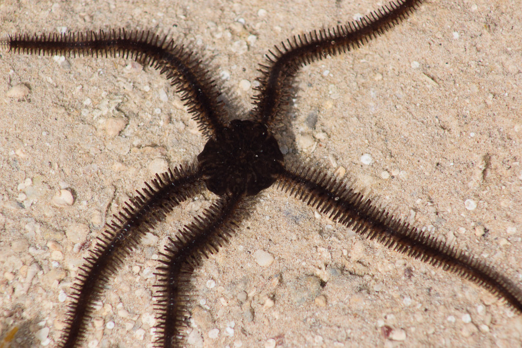 Lagoon Brittle Star