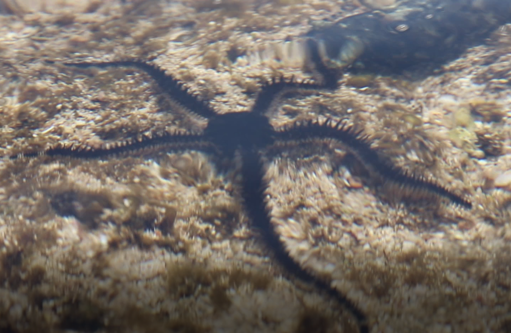 Lagoon Brittle Star