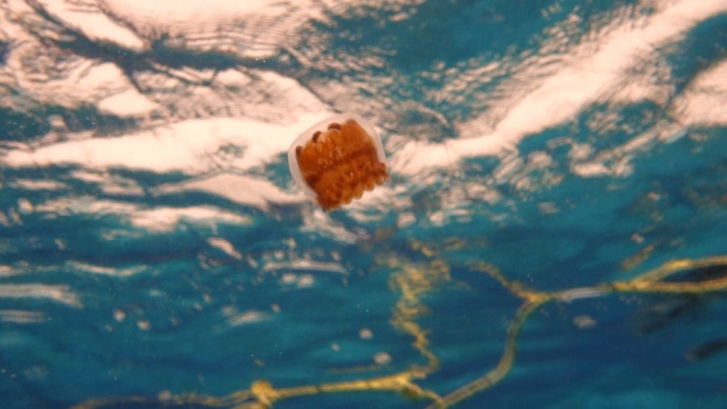 Thimble Jelly