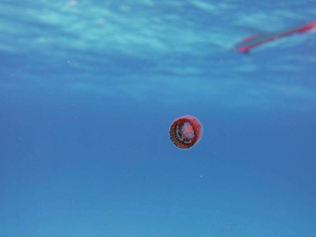 Thimble Jelly