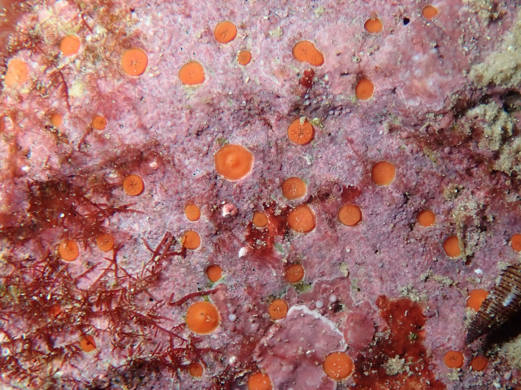 Clione orange naine