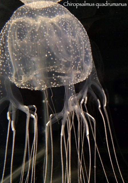 Four-handed Box Jelly