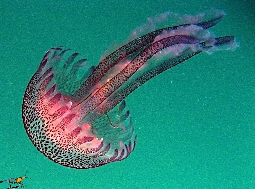 Mauve Stinger