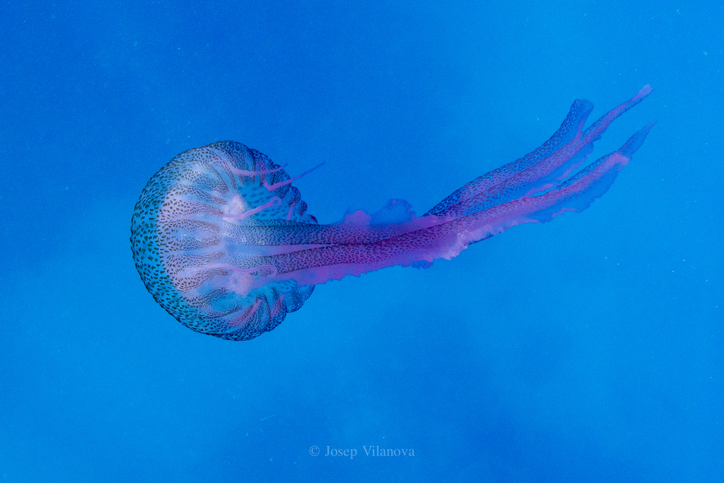 Mauve Stinger