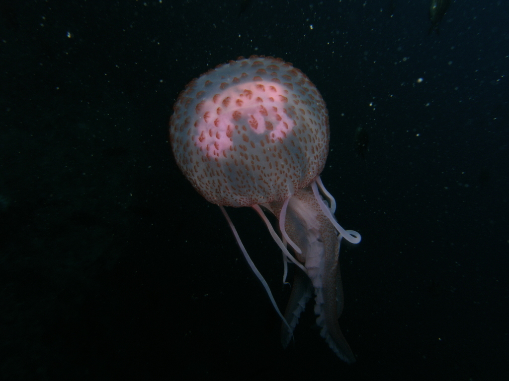 Mauve Stinger