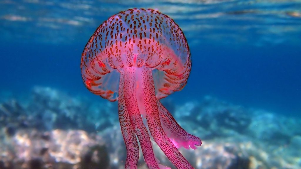 Mauve Stinger