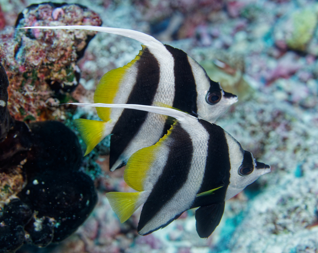 Poisson-cocher commun