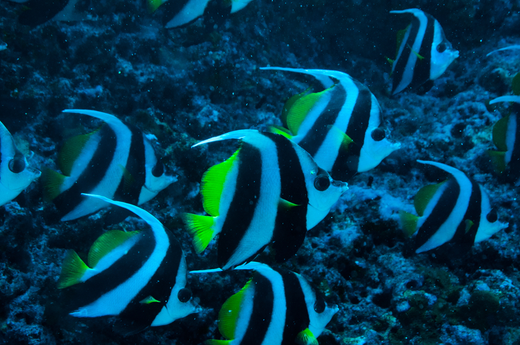 Poisson-cocher commun