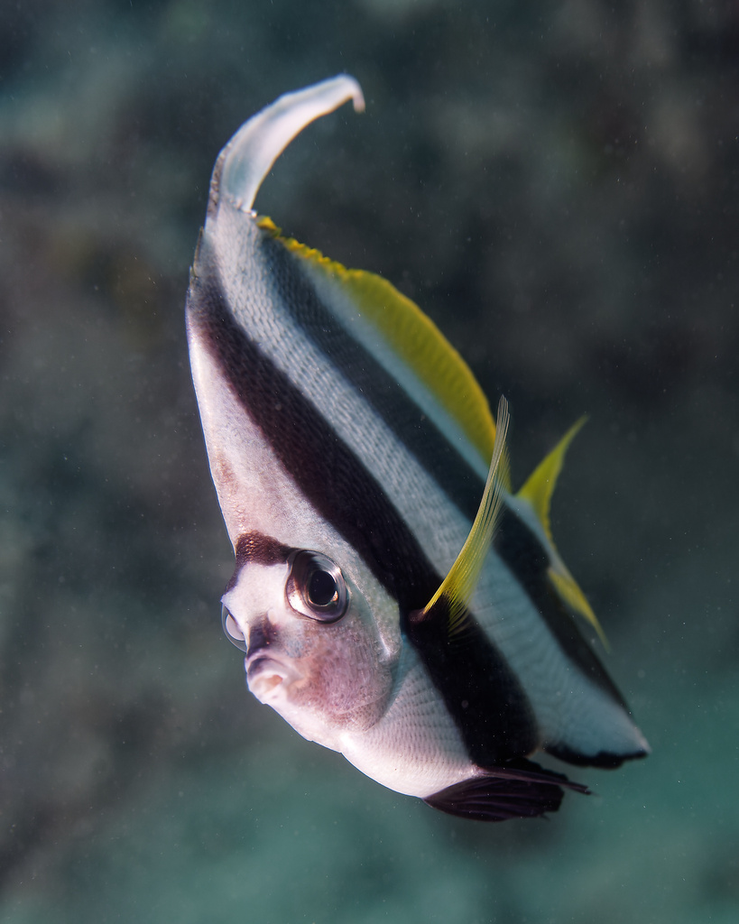 Poisson-cocher commun