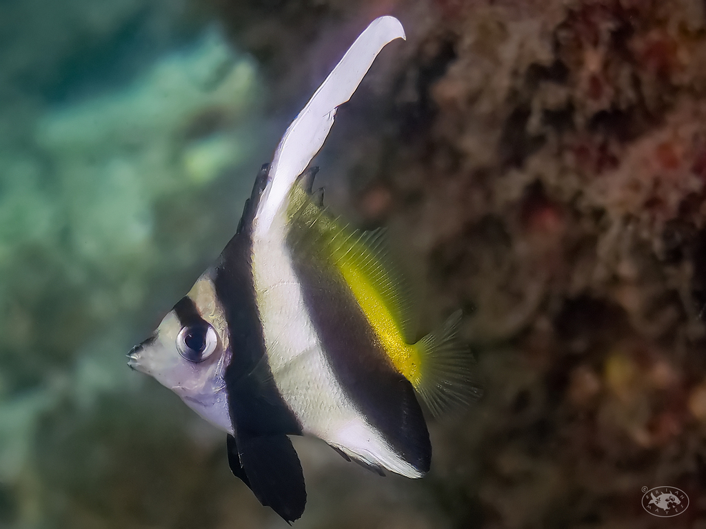 Poisson-cocher commun