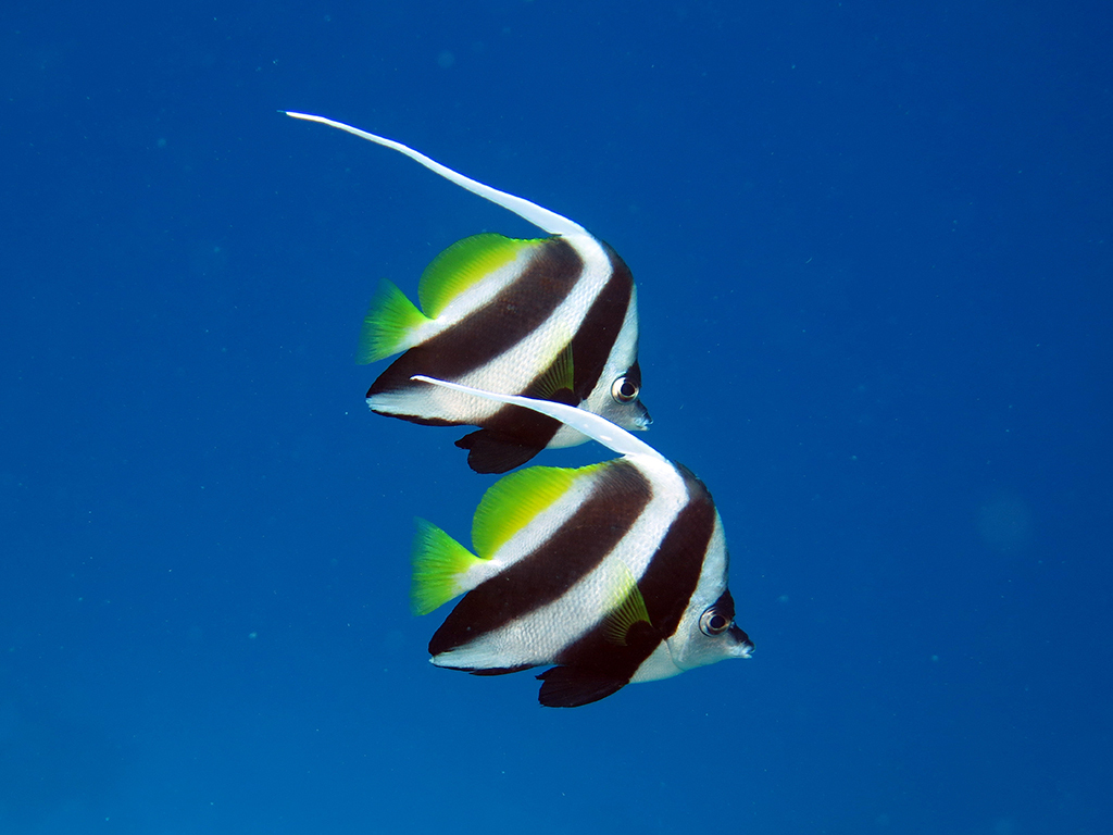 Poisson-cocher commun