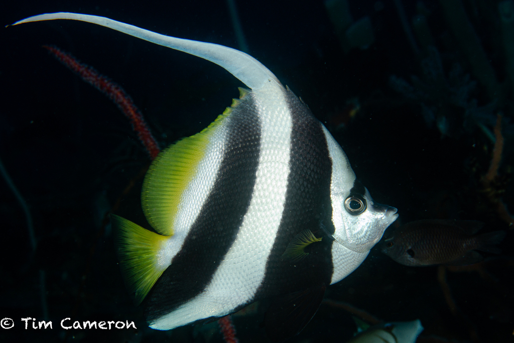 Longfin Bannerfish