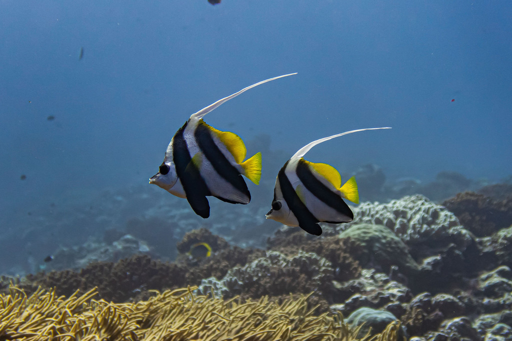 Poisson-cocher commun