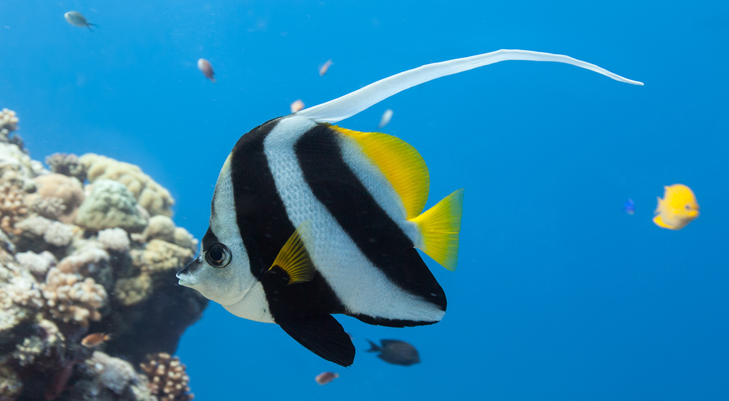 Poisson-cocher commun