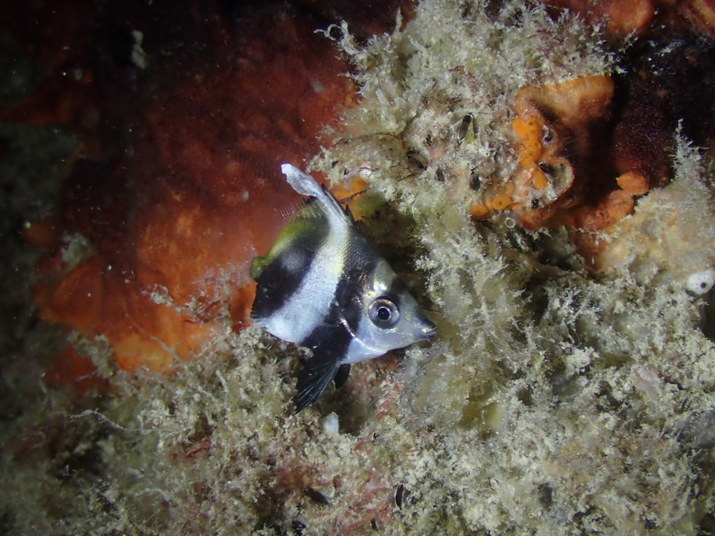 Poisson-cocher commun