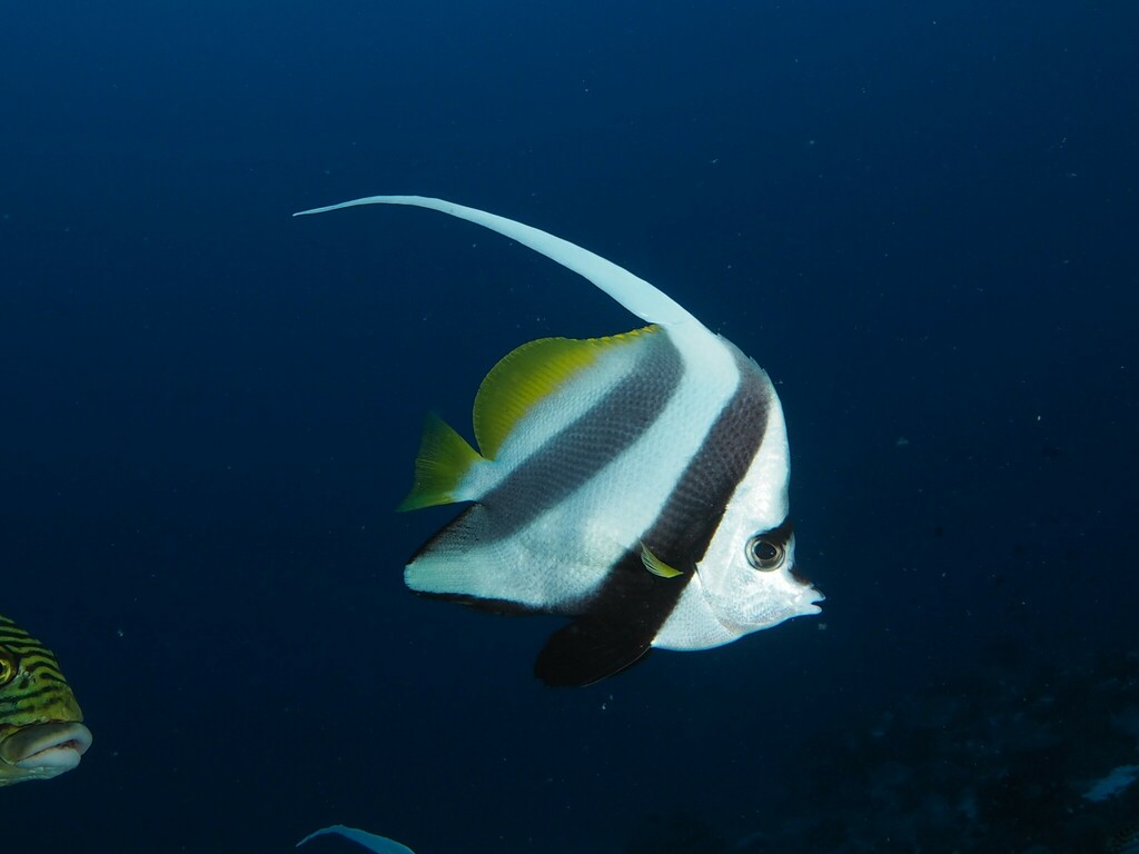 Poisson-cocher commun